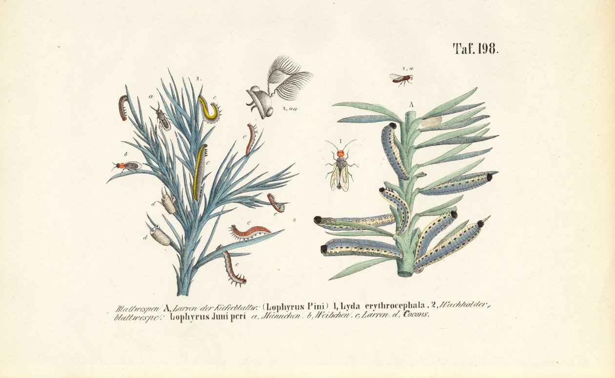 Larvas de mosca del pino y su desarrollo de J. W. Tenhaeff