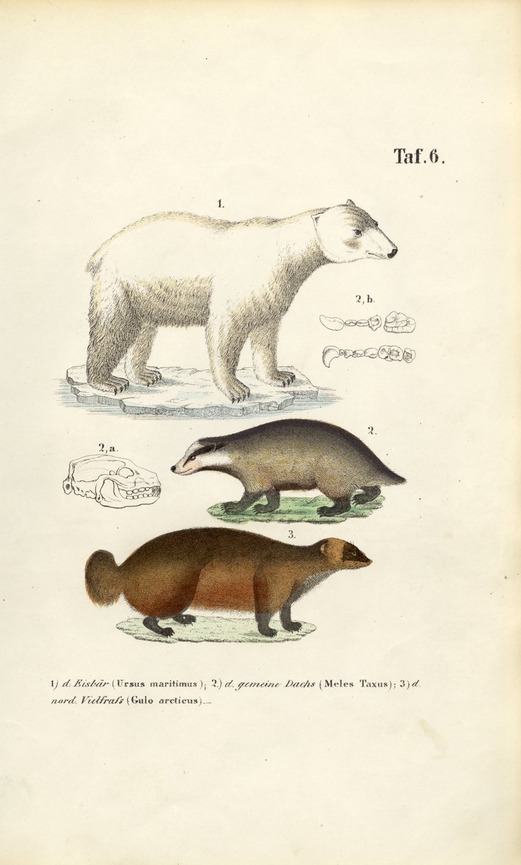 Oso polar, tejón y glotón con detalles anatómicos de J. W. Tenhaeff