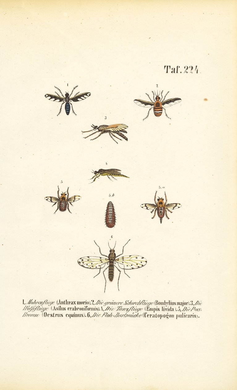  de J. W. Tenhaeff