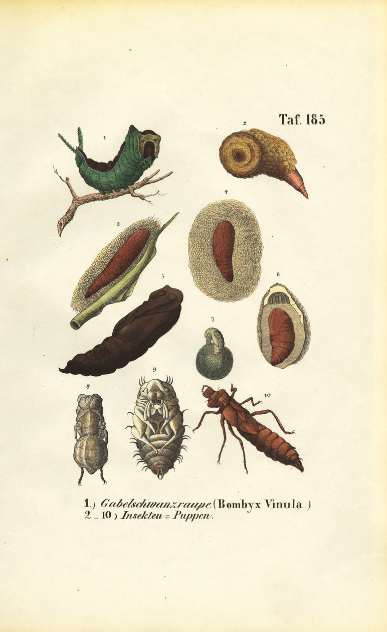 Oruga y pupa de la polilla del minino de J. W. Tenhaeff