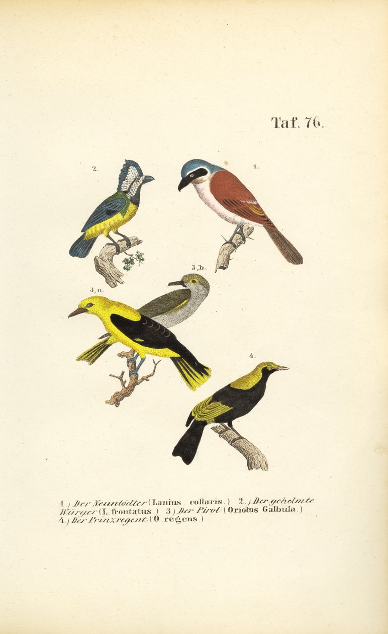  de J. W. Tenhaeff
