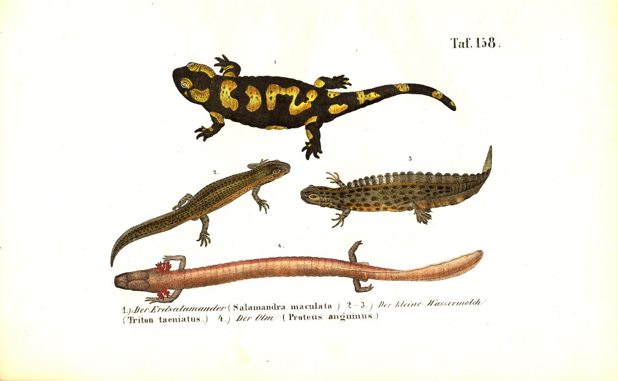 Salamandras y tritones en diversas formas de desarrollo de J. W. Tenhaeff
