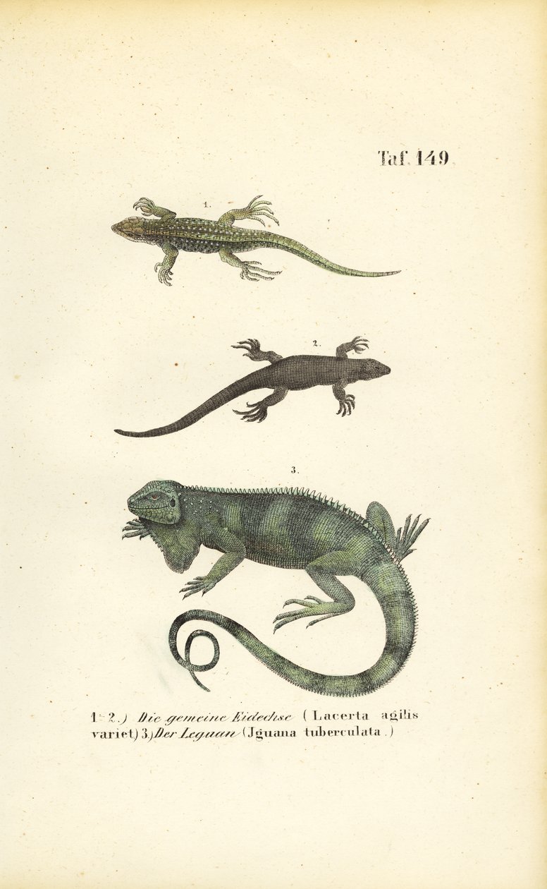 Lagartos de arena e iguana verde de J. W. Tenhaeff