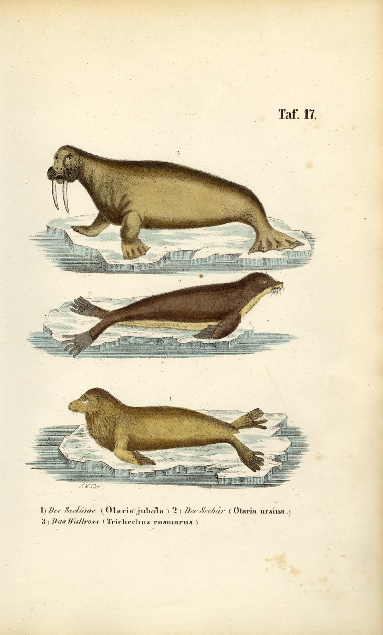 León marino, foca peletera y morsa de J. W. Tenhaeff