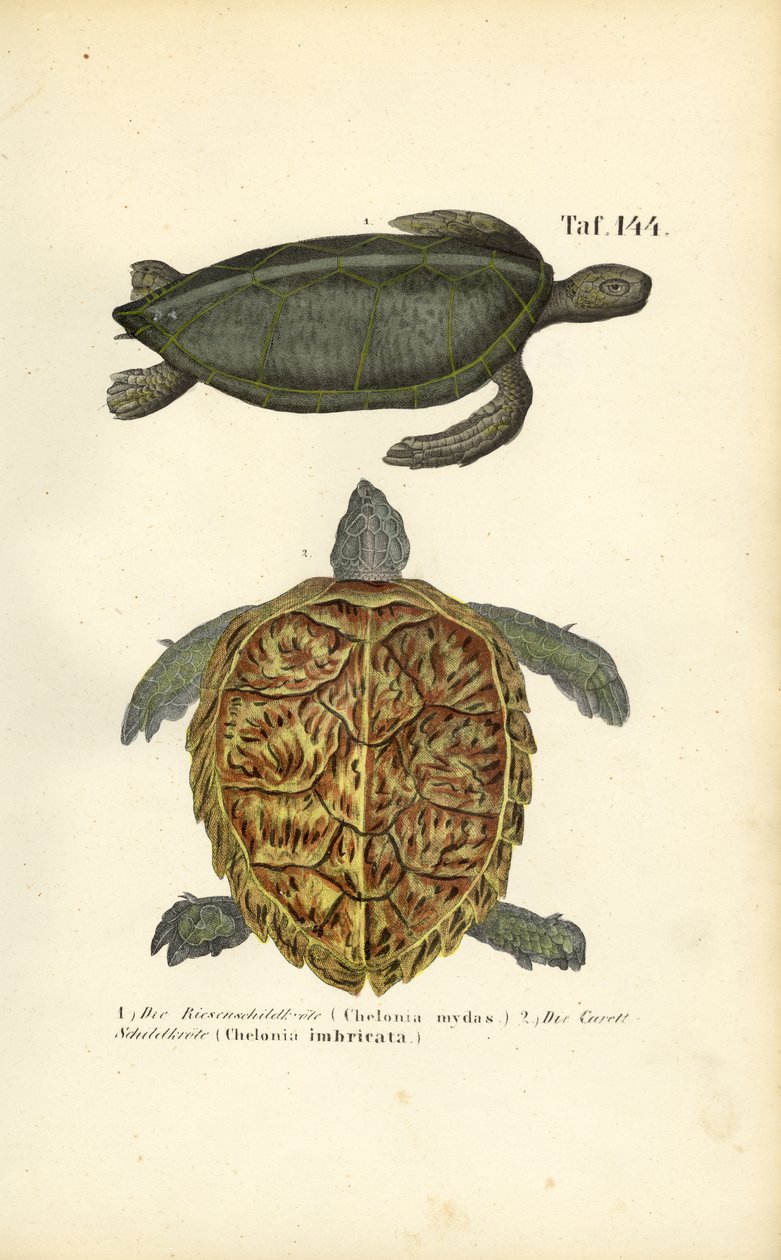 Tortugas marinas: Tortuga Verde y Tortuga Carey de J. W. Tenhaeff