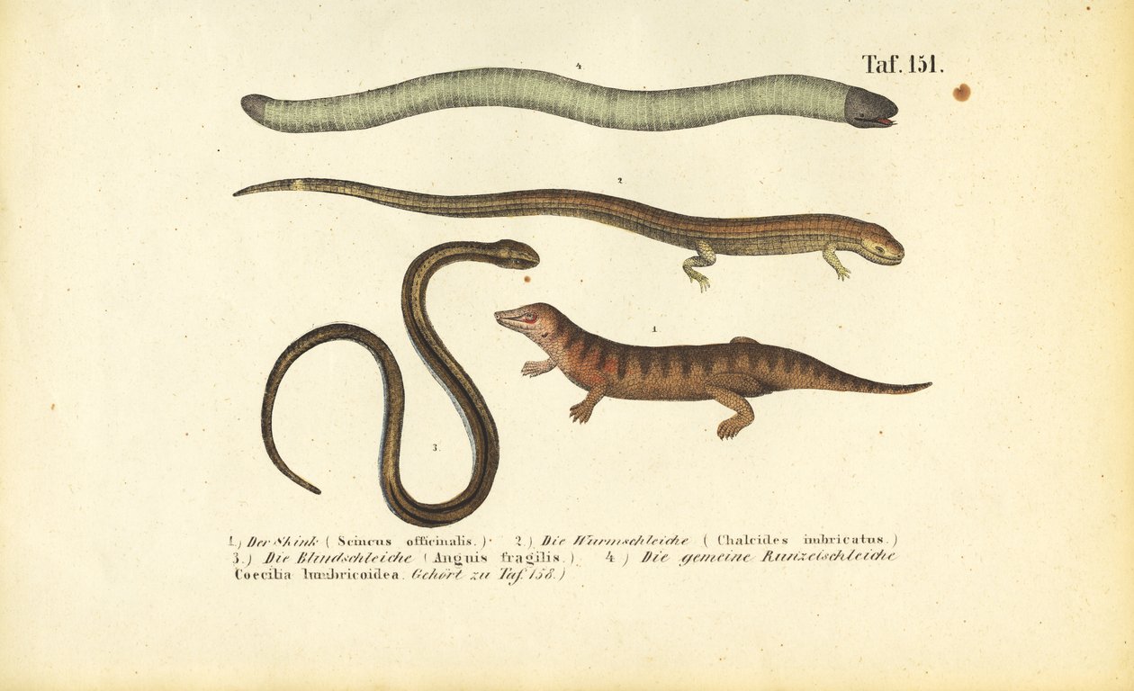 Eslizón, Eslizón cilíndrico, Gusano lento y Cecilio de J. W. Tenhaeff