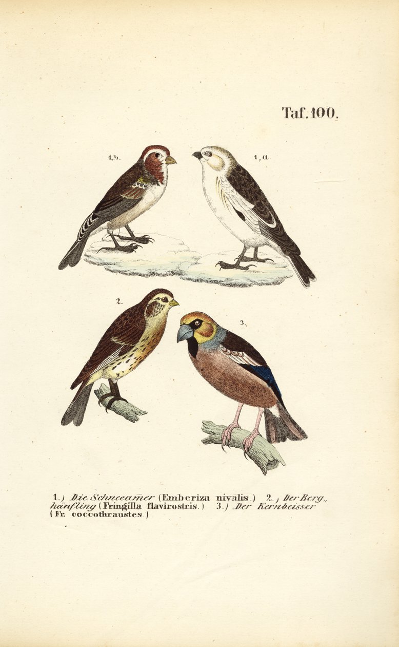  de J. W. Tenhaeff