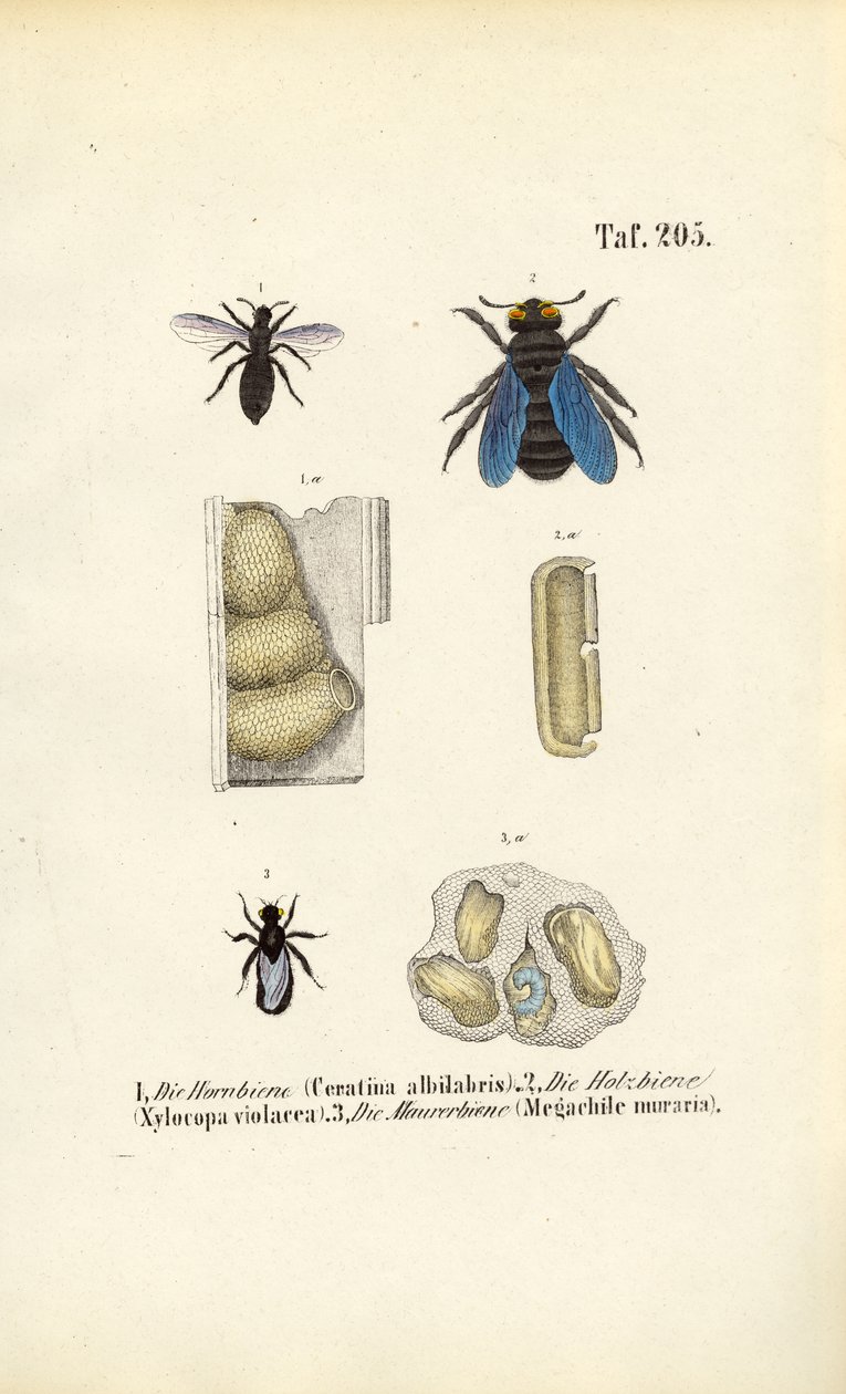 Especies de abejas especializadas y estructuras de sus nidos de J. W. Tenhaeff