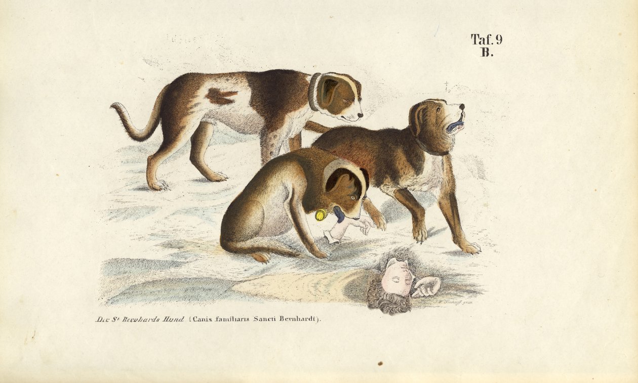  de J. W. Tenhaeff