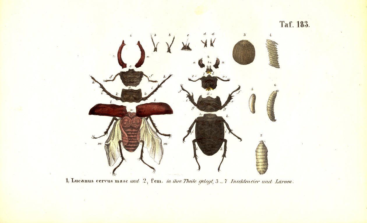  de J. W. Tenhaeff