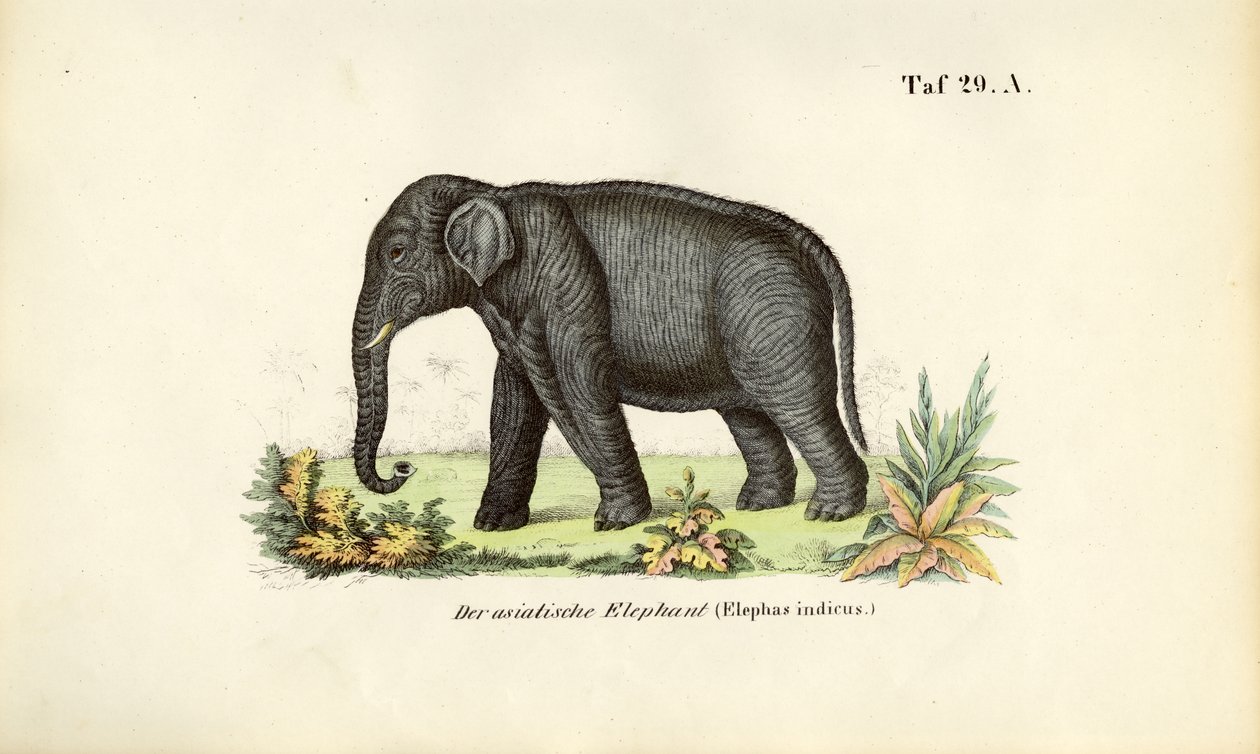  de J. W. Tenhaeff