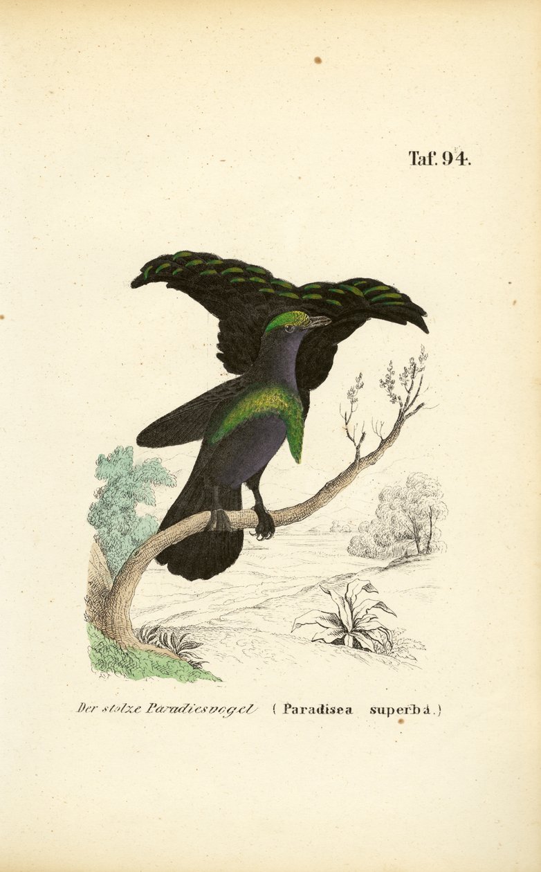 La soberbia Ave de Paraíso de J. W. Tenhaeff