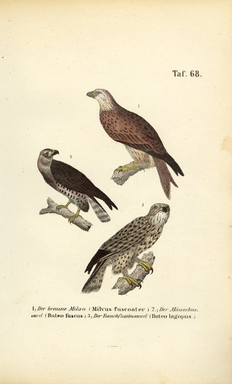  de J. W. Tenhaeff