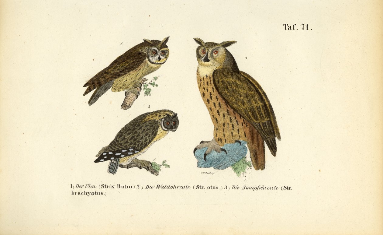 Tres especies de búhos con mechones en las orejas de J. W. Tenhaeff