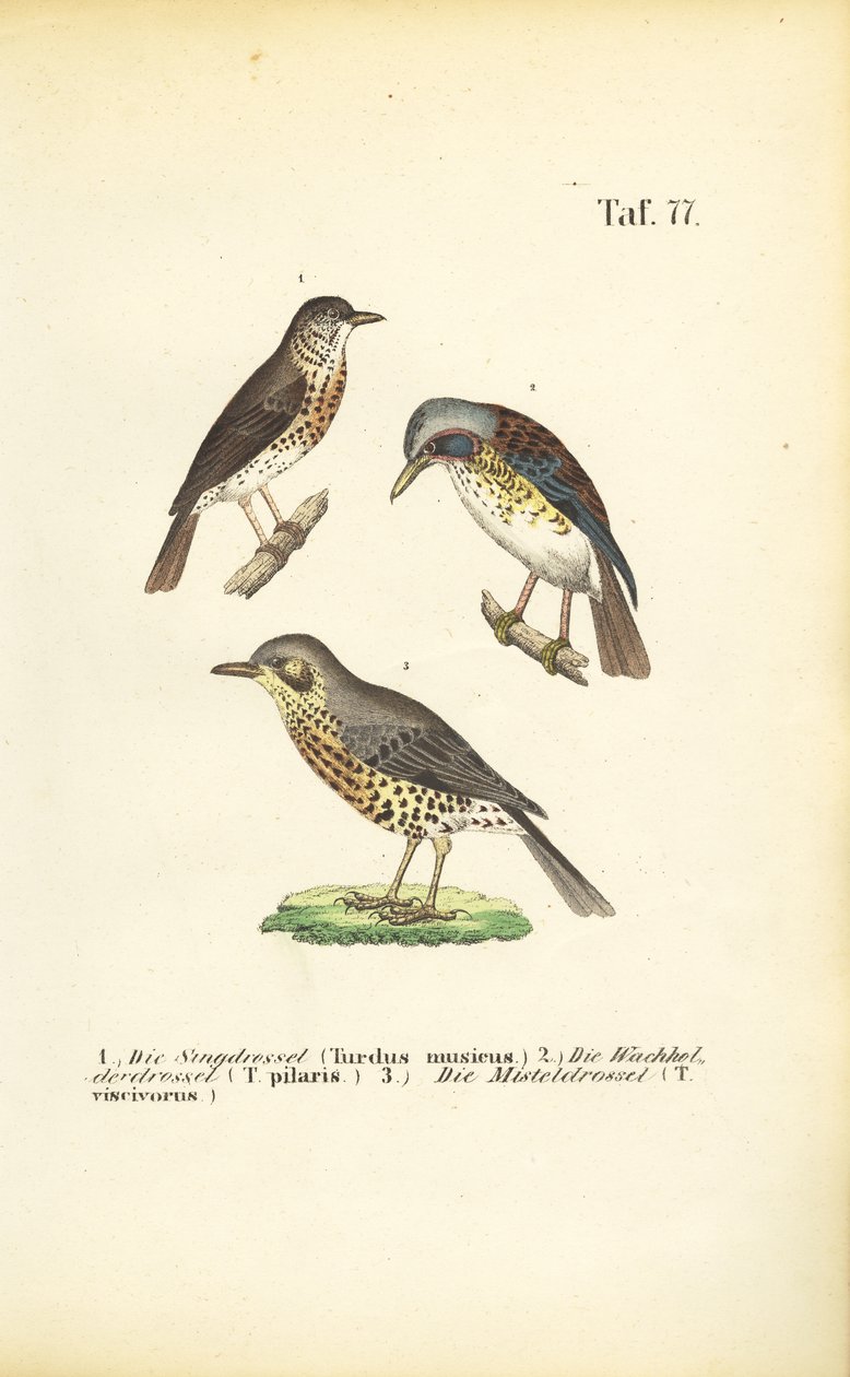 Tres especies de zorzales de J. W. Tenhaeff