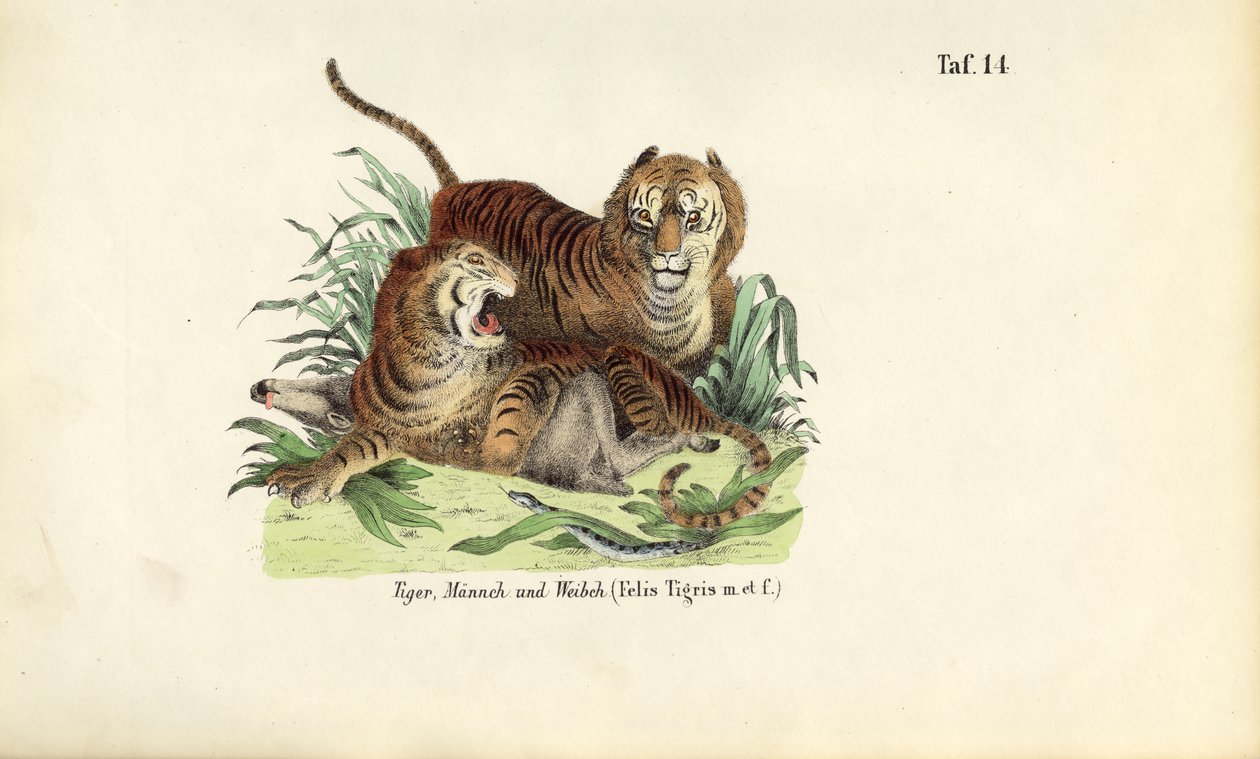 Tigres, machos y hembras de J. W. Tenhaeff