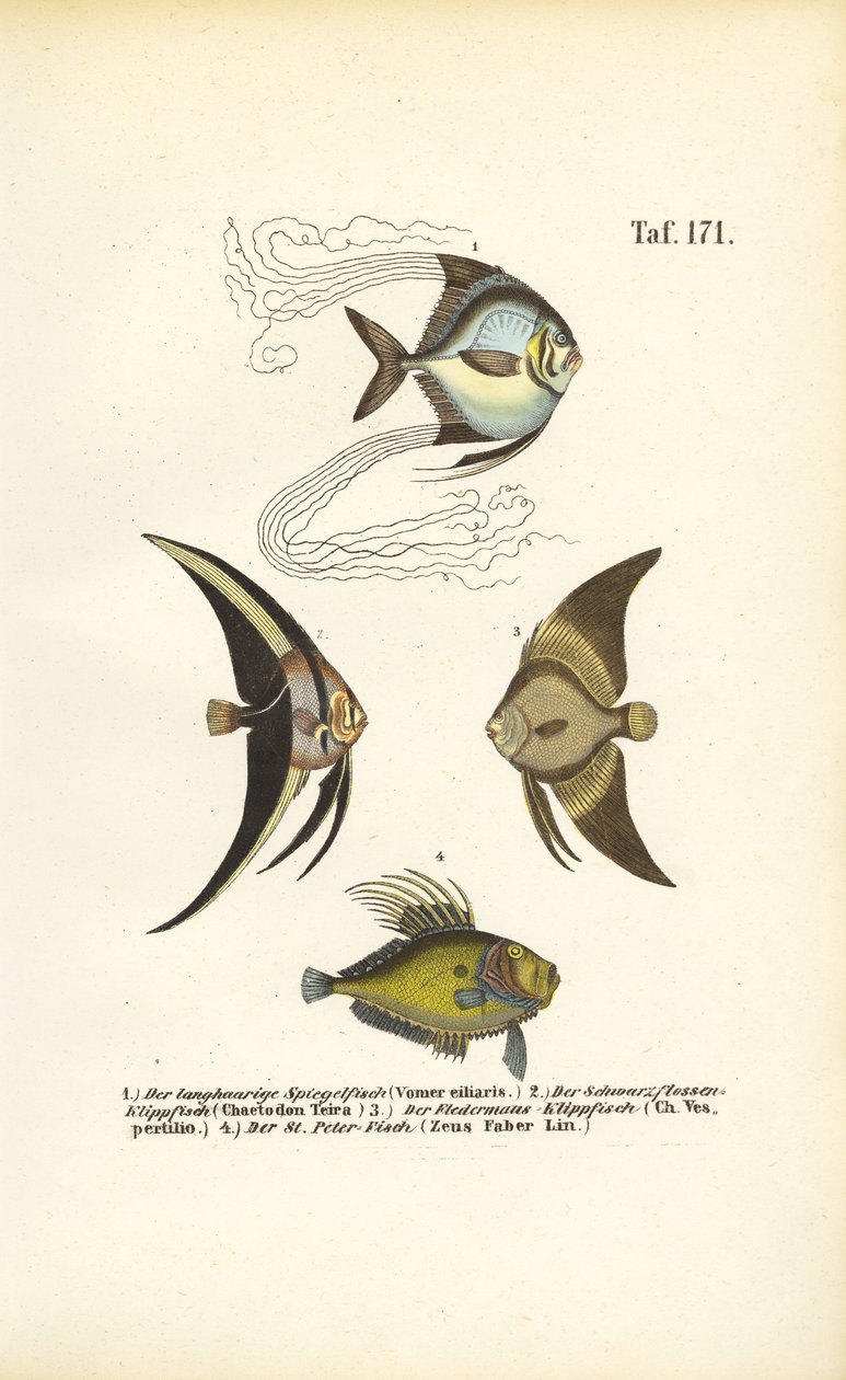  de J. W. Tenhaeff