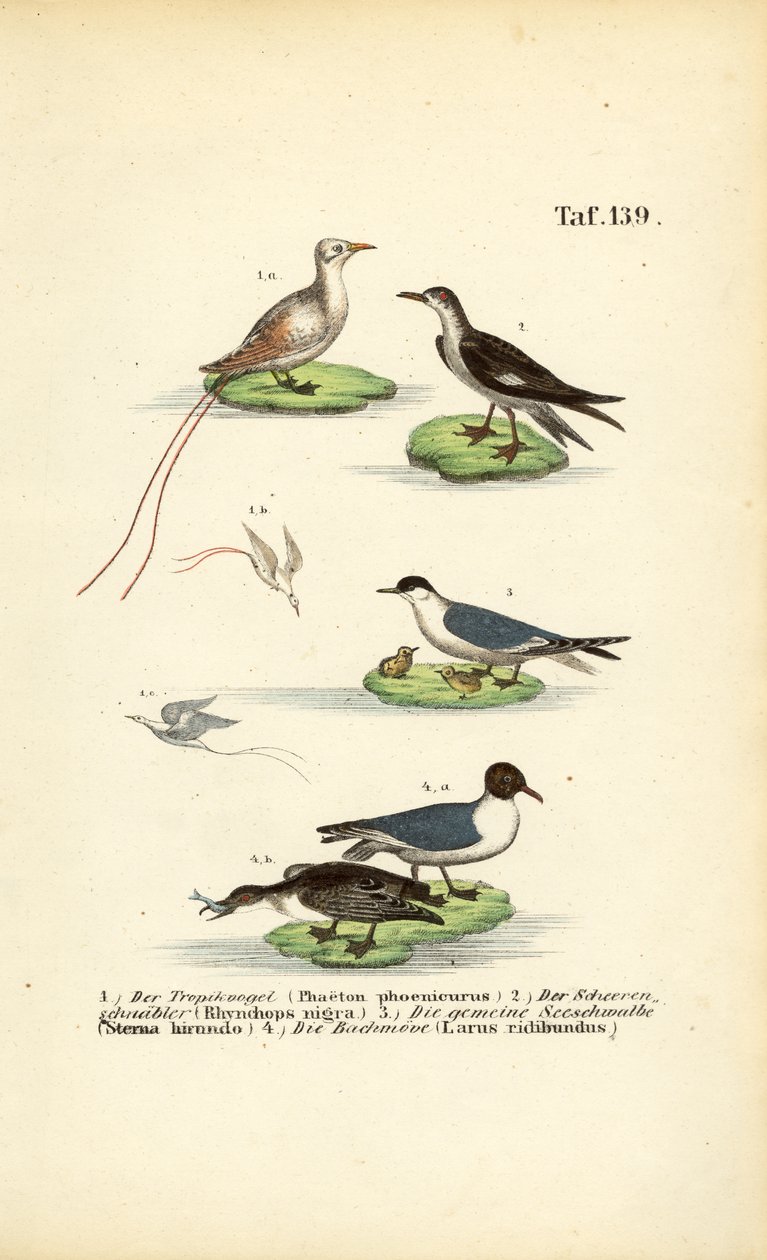Aves marinas tropicales: Aves tropicales, rayadores, charranes y gaviotas reidoras de J. W. Tenhaeff