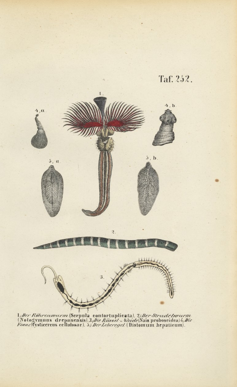  de J. W. Tenhaeff