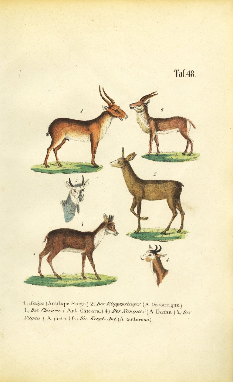  de J. W. Tenhaeff