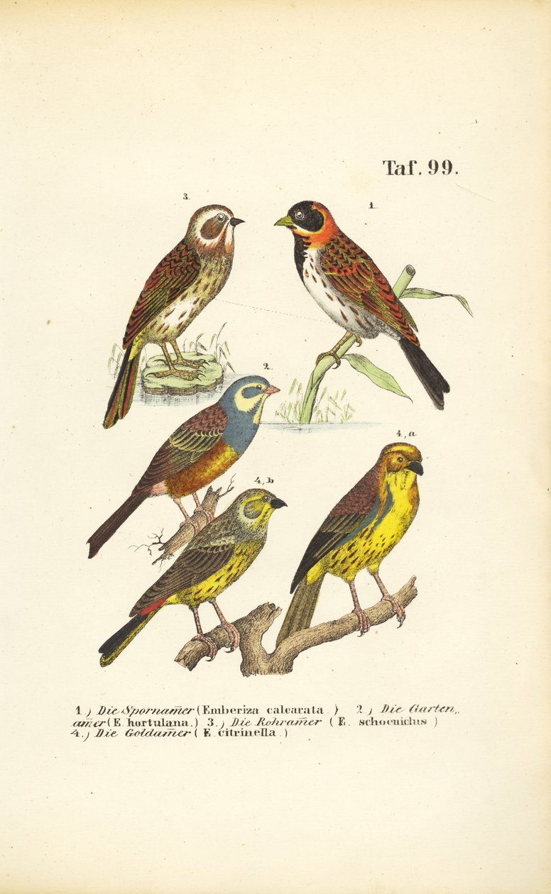  de J. W. Tenhaeff