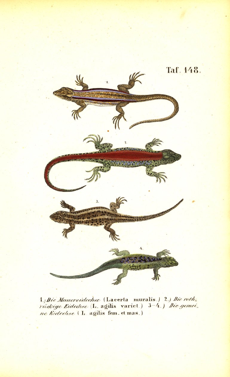  de J. W. Tenhaeff