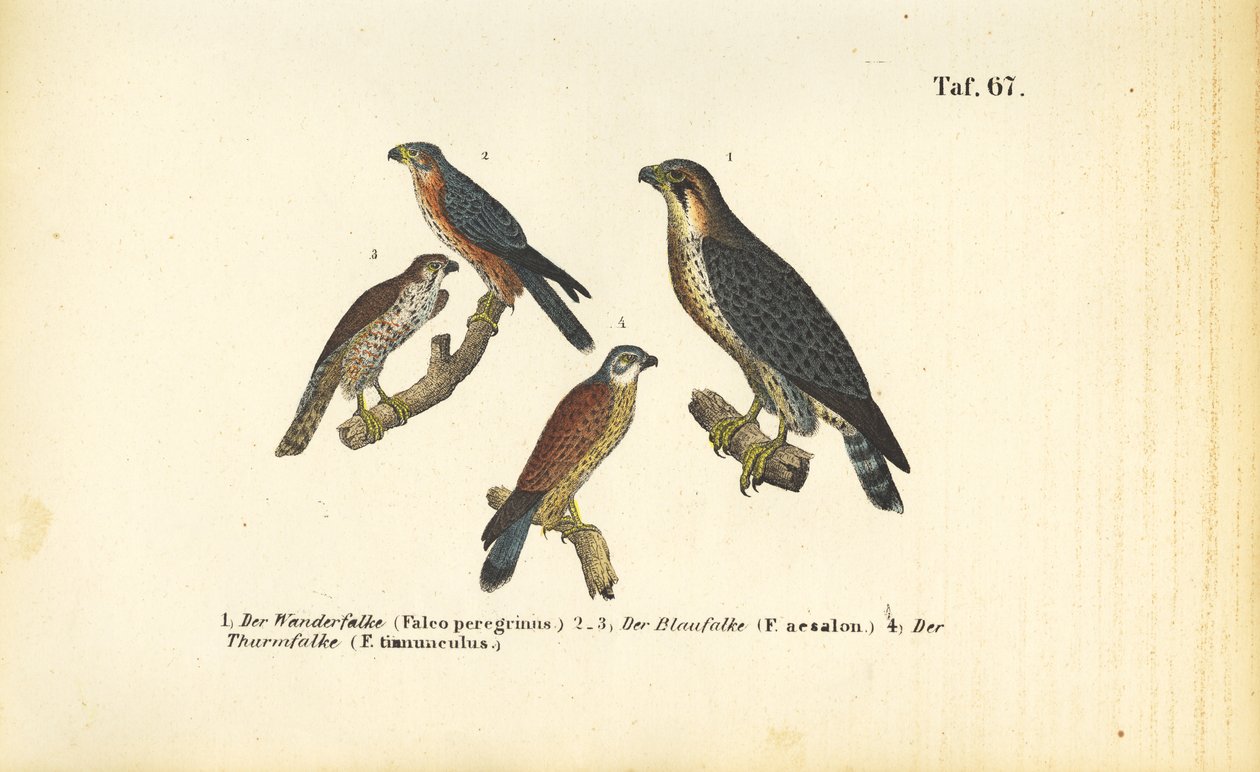 Varias especies de halcones de J. W. Tenhaeff