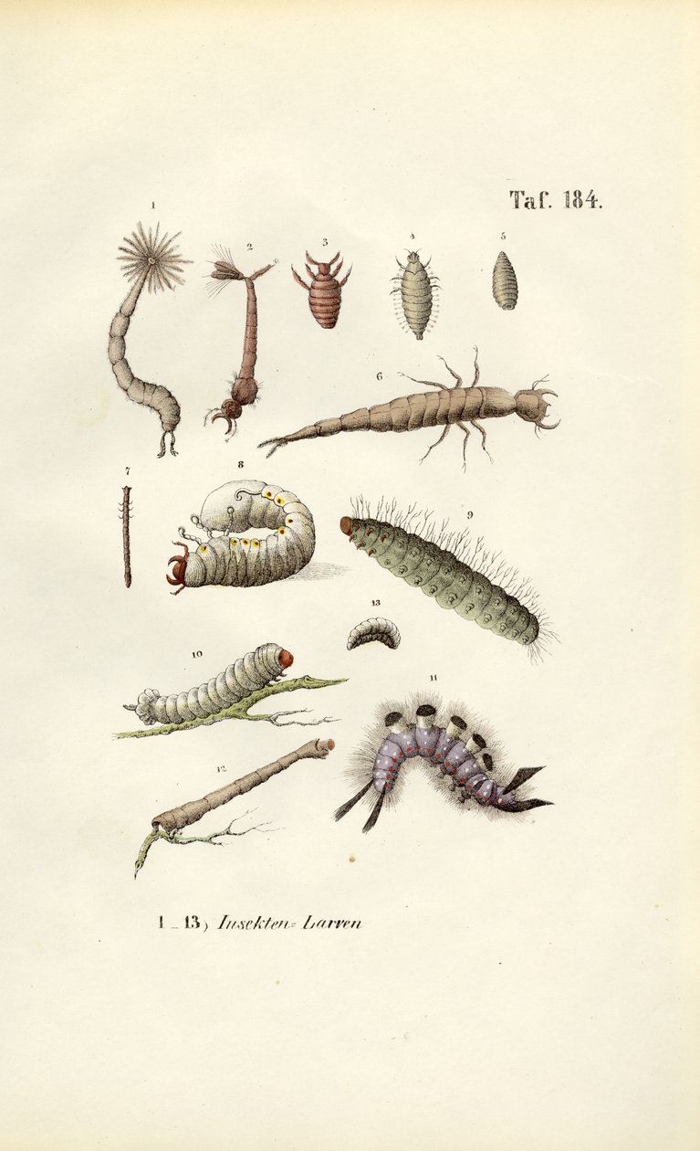 Larvas de diversos insectos y su morfología de J. W. Tenhaeff