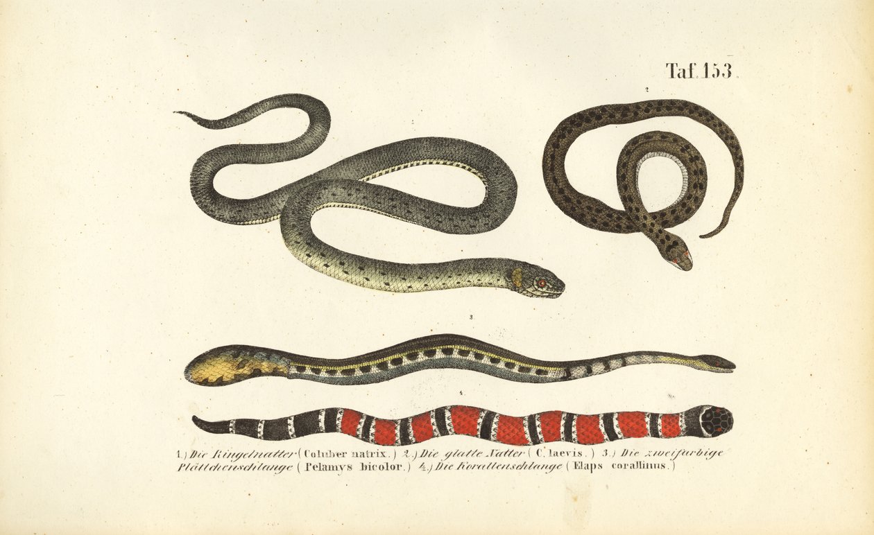  de J. W. Tenhaeff