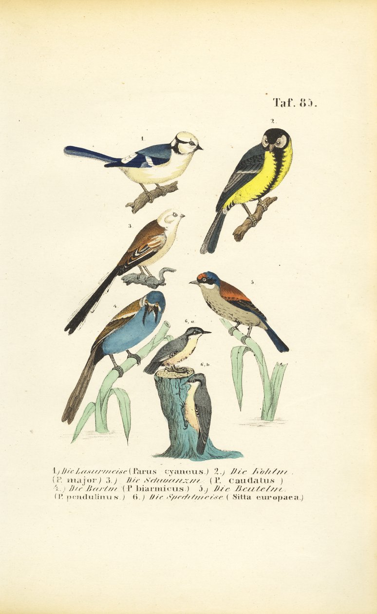  de J. W. Tenhaeff
