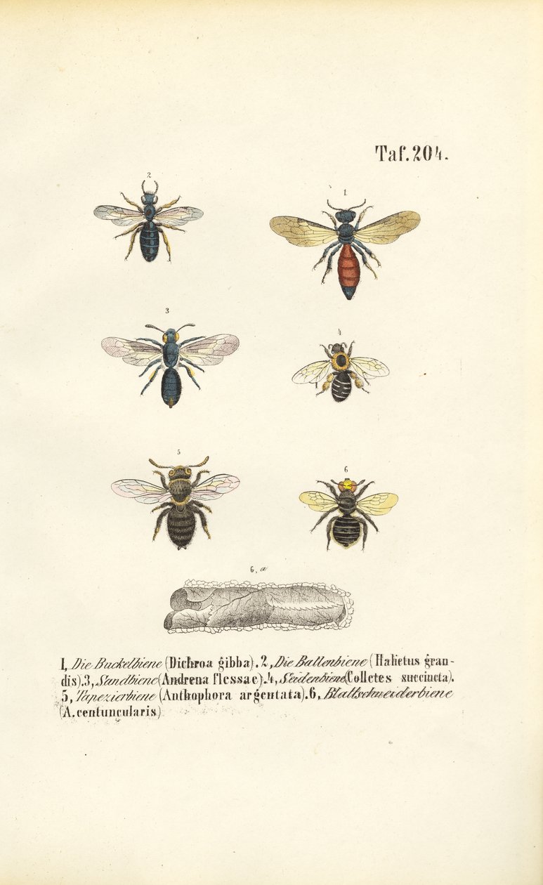 Varias especies de abejas silvestres de Europa Central de J. W. Tenhaeff