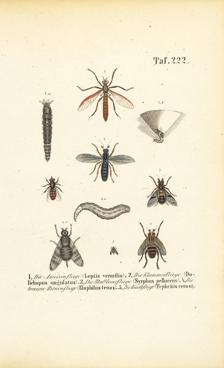  de J. W. Tenhaeff