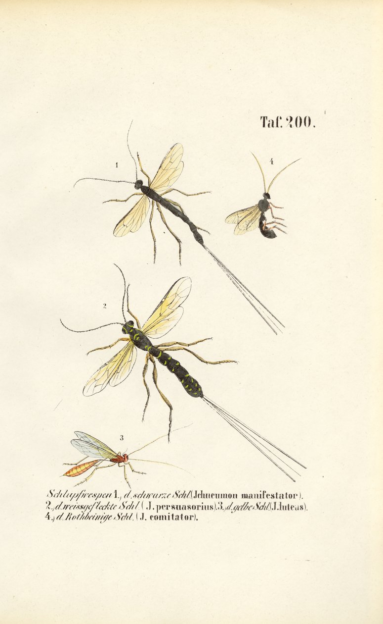 Varias especies de avispas icneumónidas de J. W. Tenhaeff