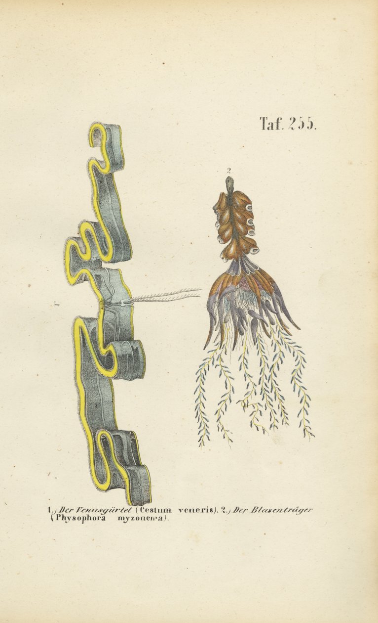 Faja de Venus y hierba de la vejiga de J. W. Tenhaeff