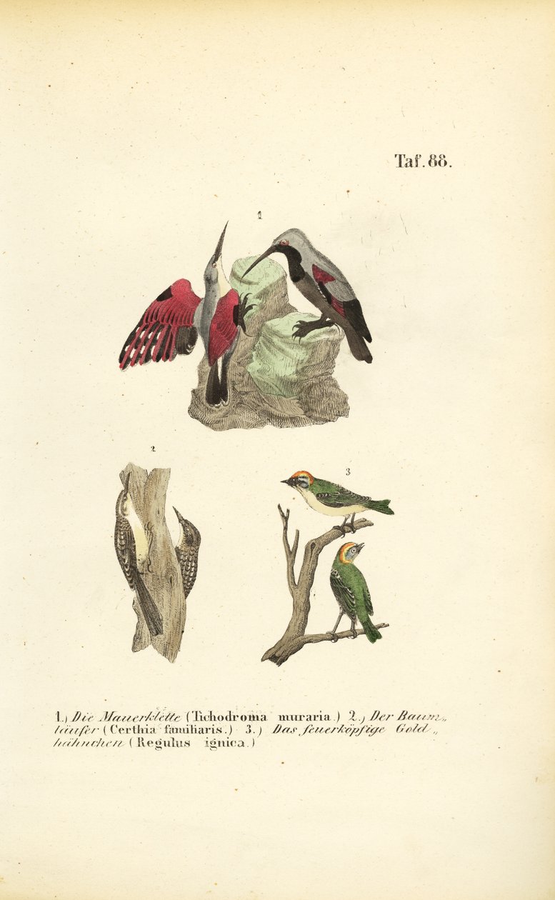 Treparriscos, treparriscos y reyezuelos de J. W. Tenhaeff