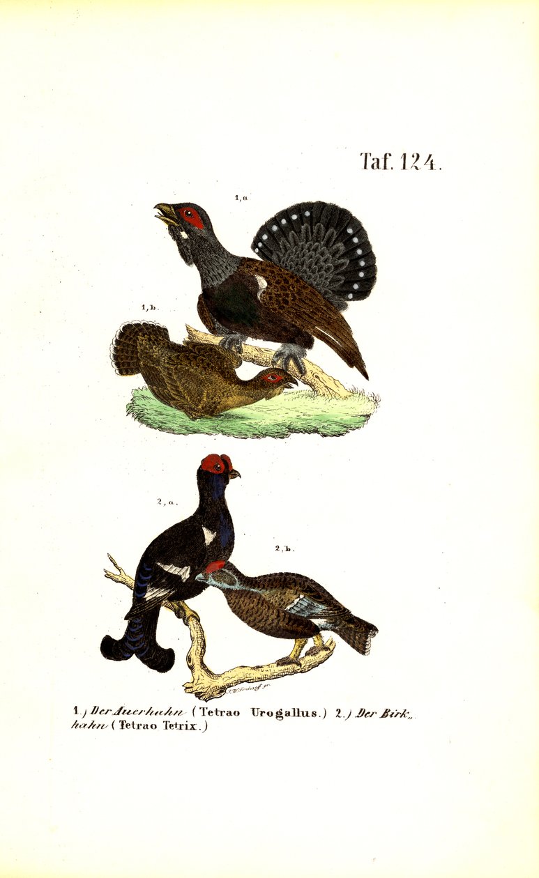 Urogallo y gallo lira de J. W. Tenhaeff