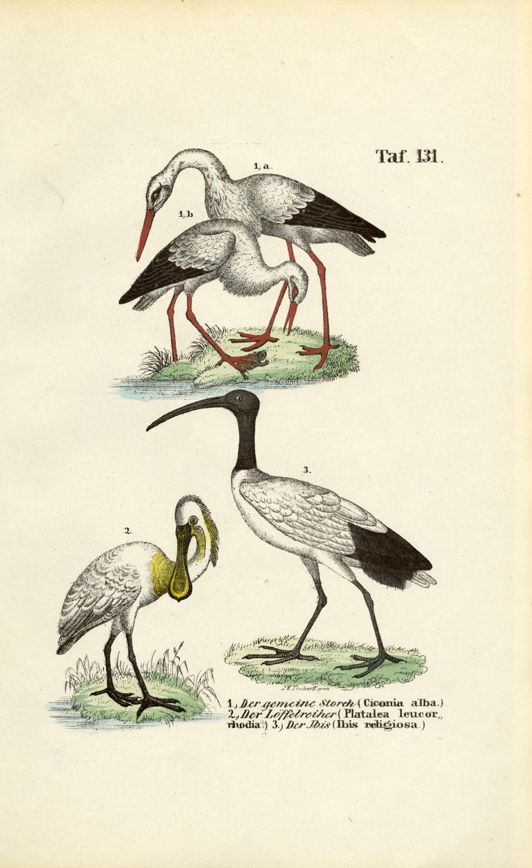  de J. W. Tenhaeff