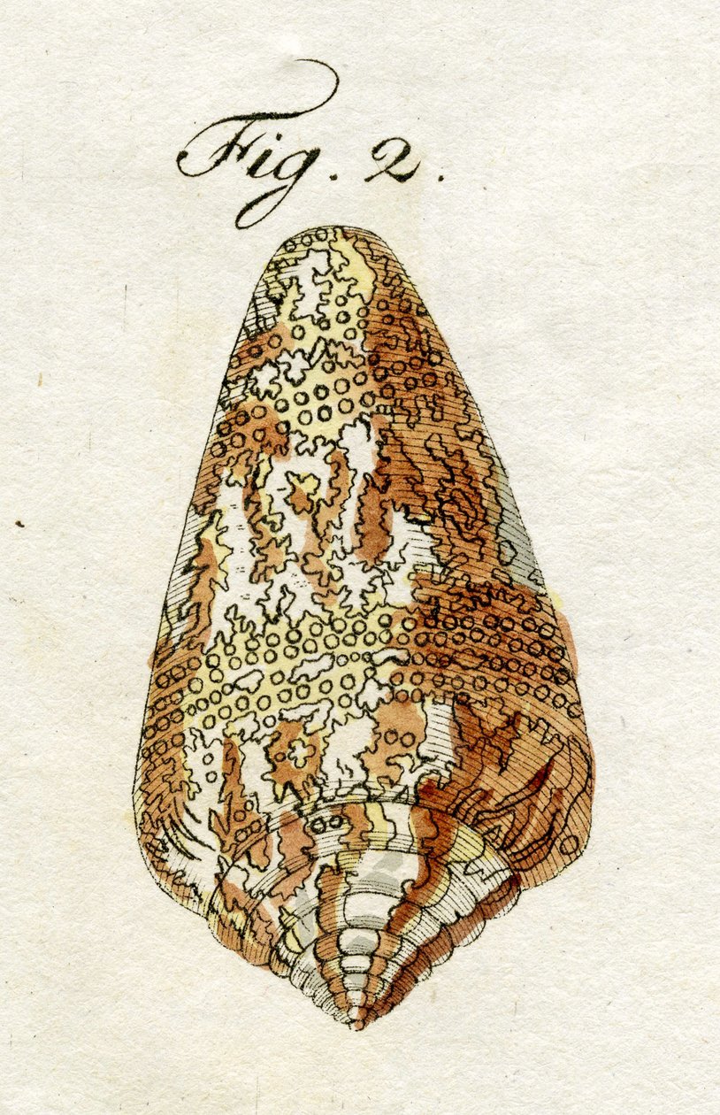 Ilustración de Conus Ammiralis (subespecie Cedonulli), 1790 de Jacob Xavier Schmuzer