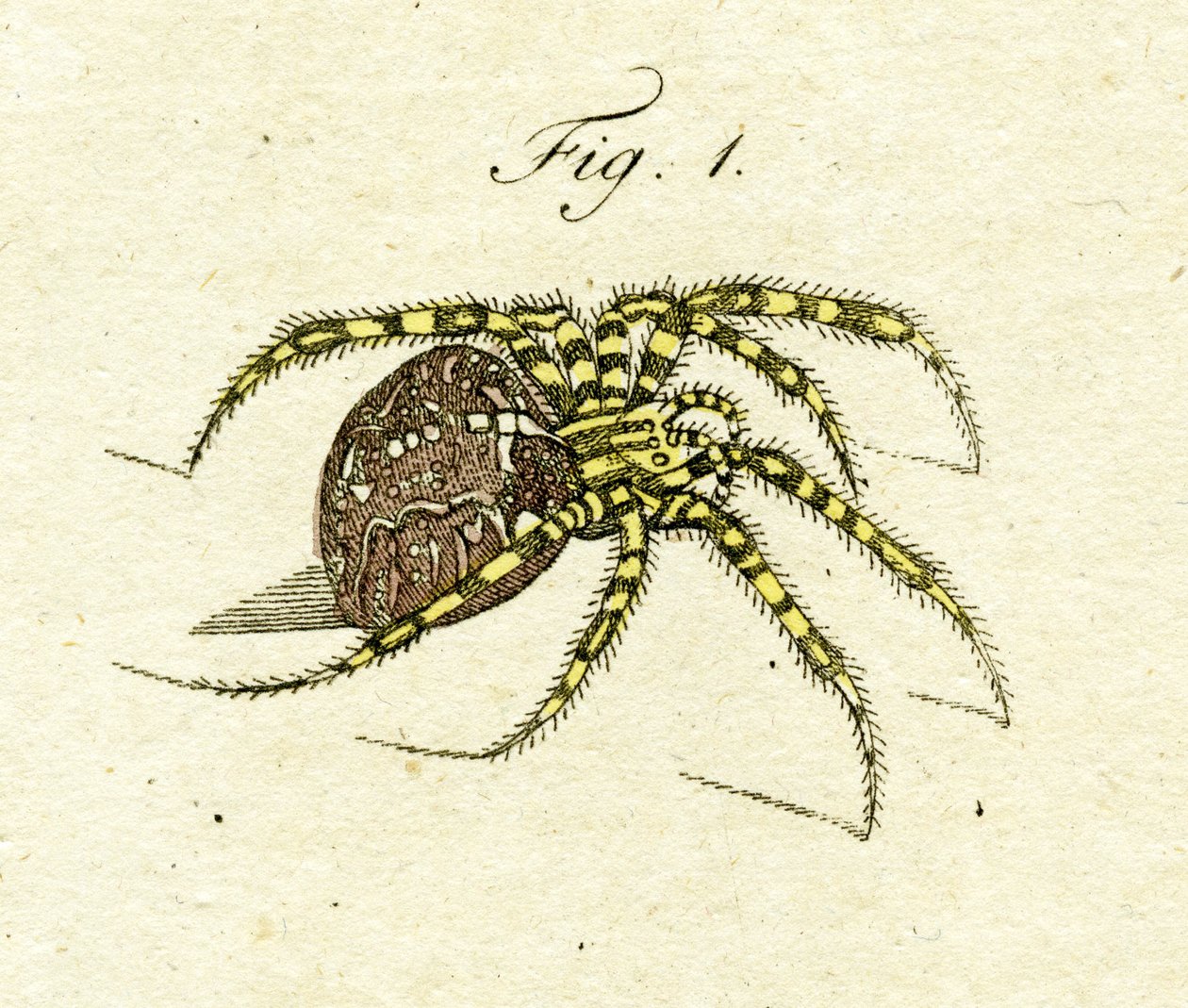 Ilustración de una araña, 1790 de Jacob Xavier Schmuzer