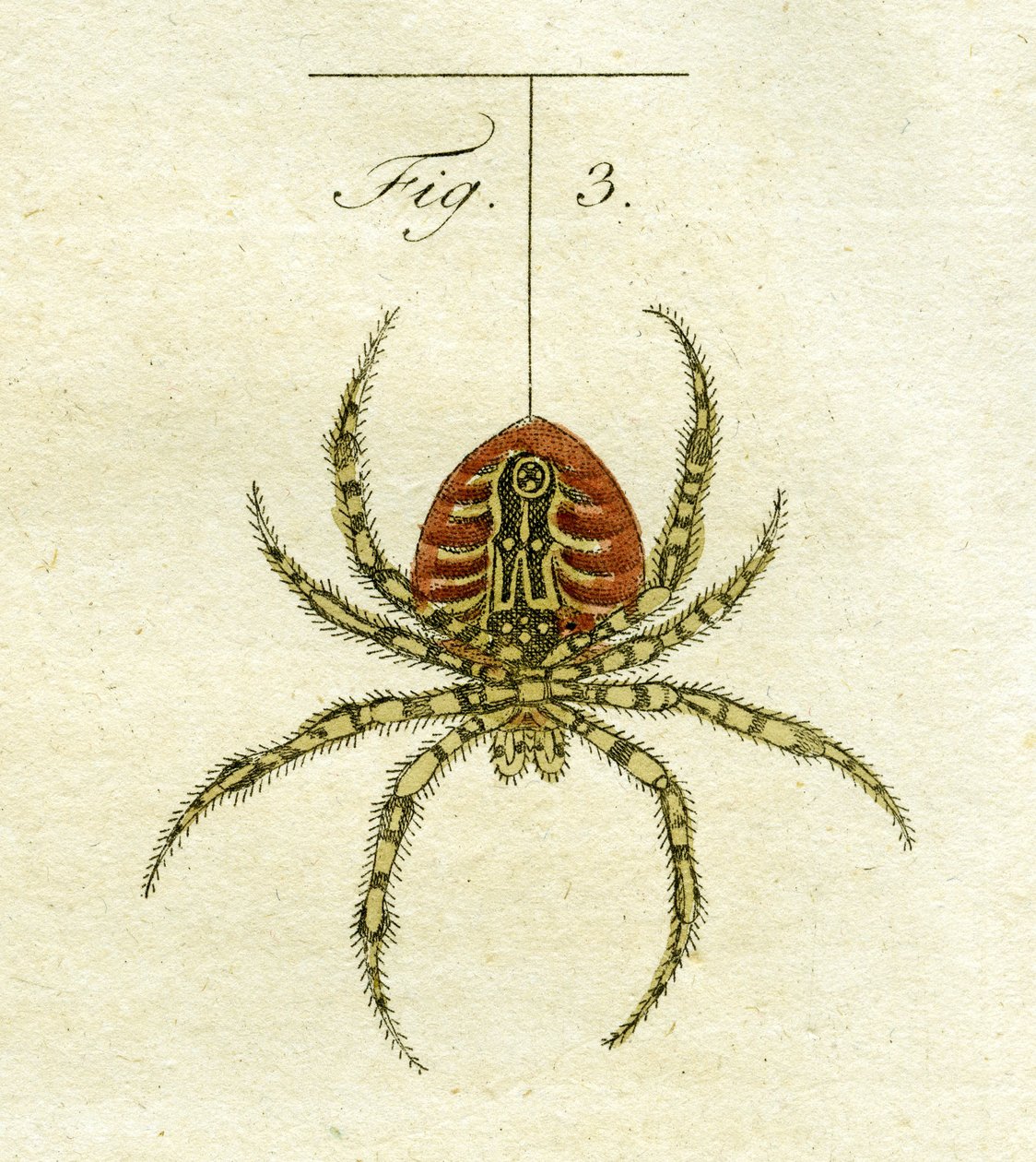 Ilustración de una araña, 1790 de Jacob Xavier Schmuzer