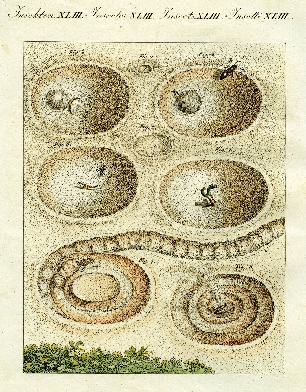 Ilustración de un león hormiguero cazando su presa, 1790 de Jacob Xavier Schmuzer