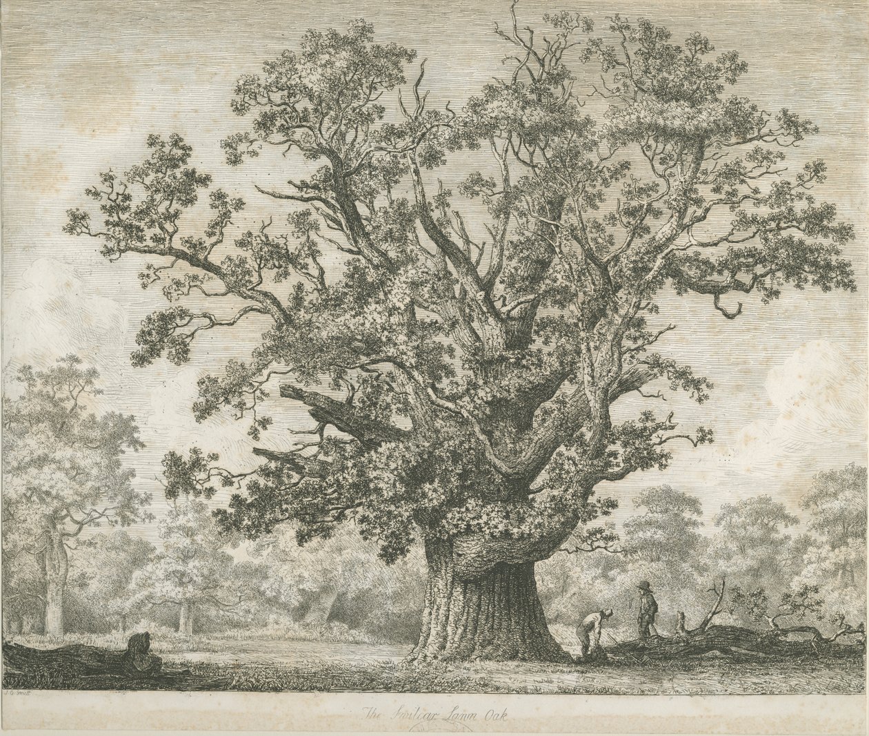 Needwood - Roble Swilcar de Jacob George Strutt