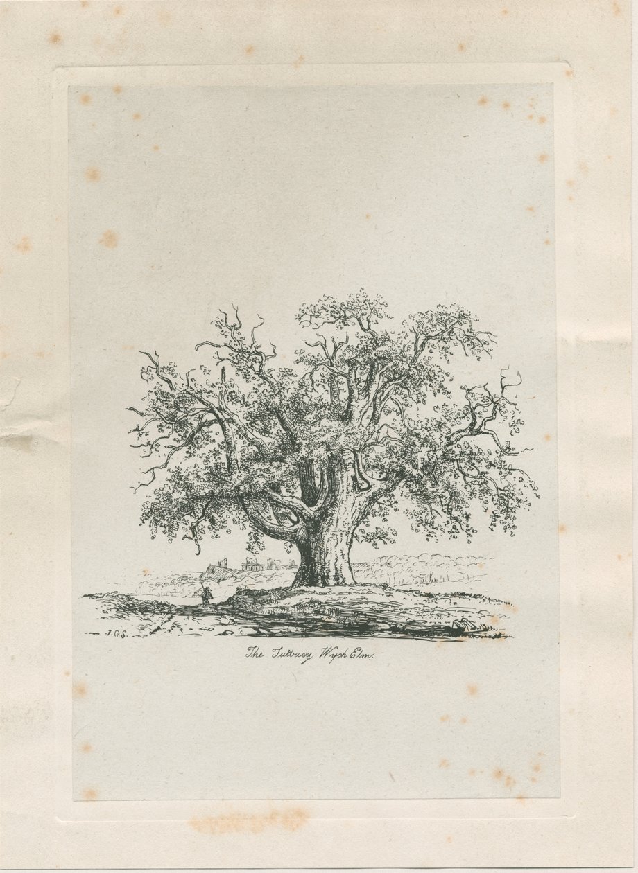 Tutbury - "Olmo de Wych": grabado, nd [c 1820] de Jacob George Strutt