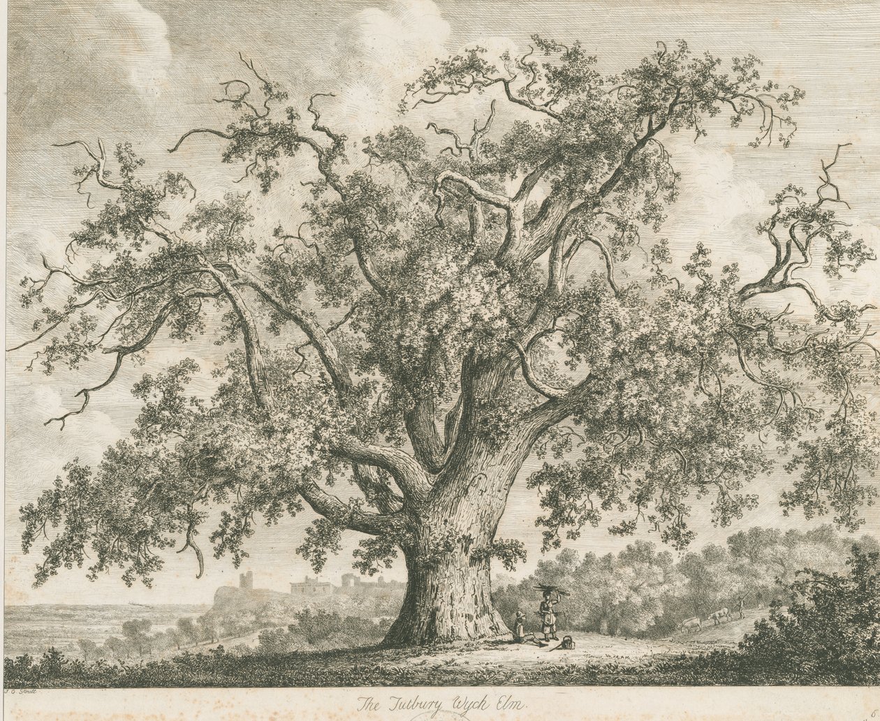 Tutbury - "Olmo de bruja": grabado, nd [c 1820] de Jacob George Strutt