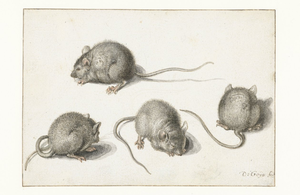 Cuatro estudios de un ratón enfermo de Jacob II de Gheyn