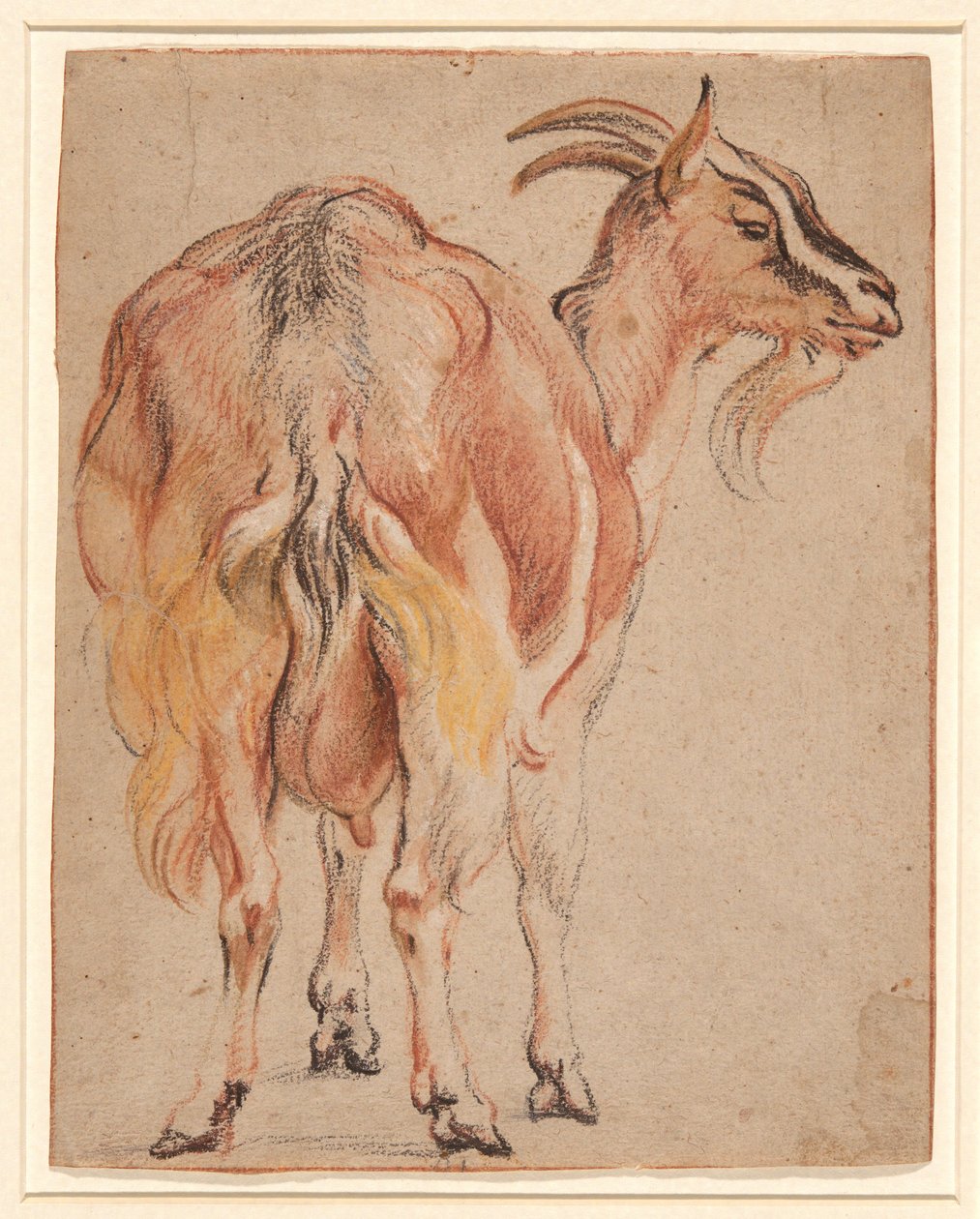 Cabra, c.1657 (tiza y aguada realzada con blanco) de Jacob Jordaens