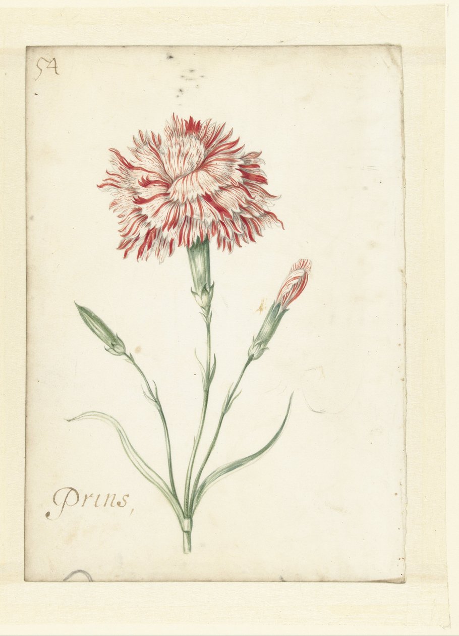 Clavel de Jacob Marrel (possibly)