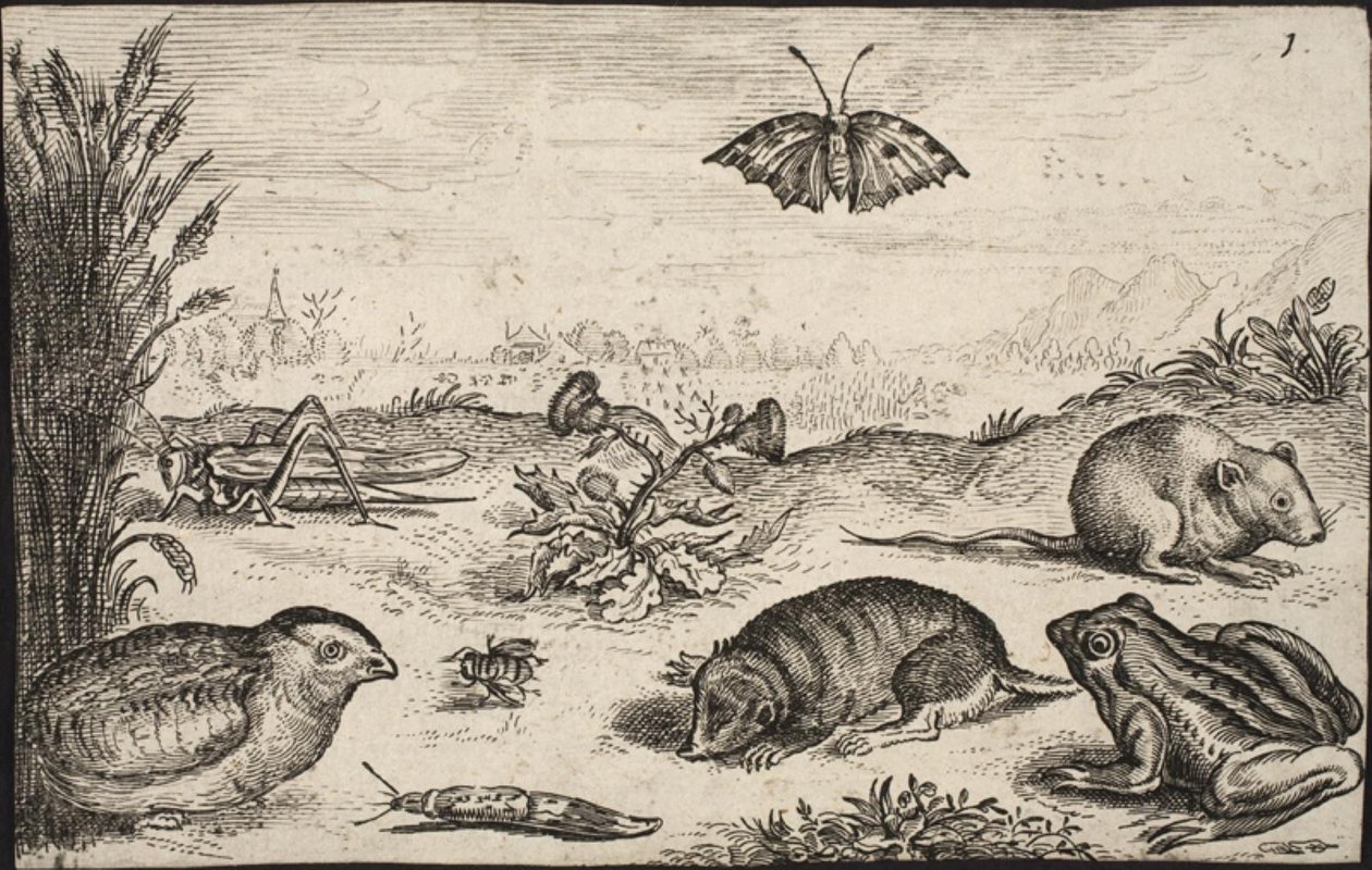 Animales pequeños e insectos: saltamontes, mariposa, ratón de campo, perdiz, abeja, caracol, topo y rana de Jacob Matham