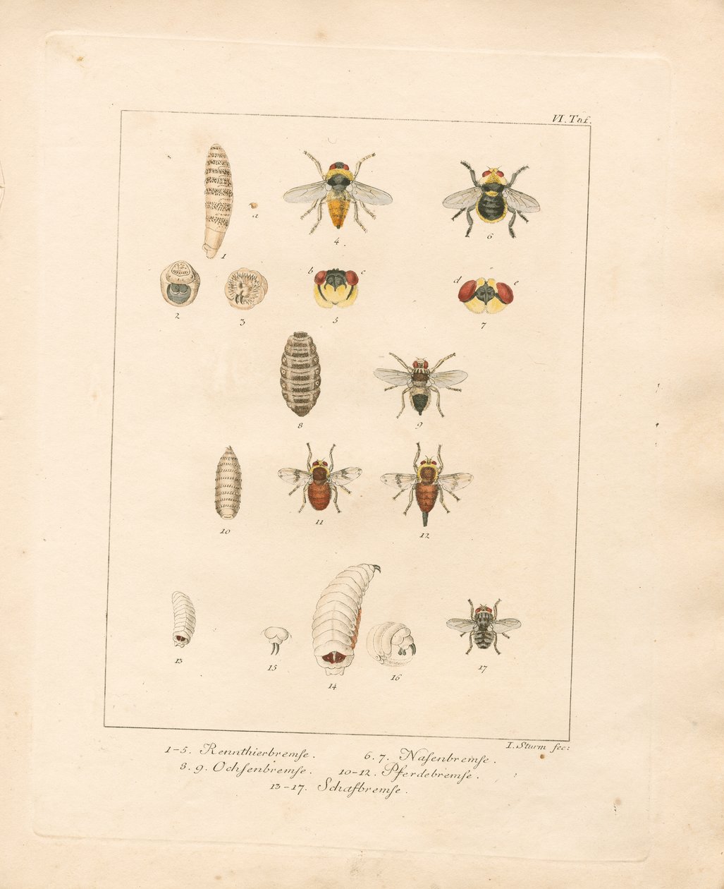 Varias especies de moscas y sus fases de desarrollo (grabado en cobre coloreado a mano) de Jacob Sturm