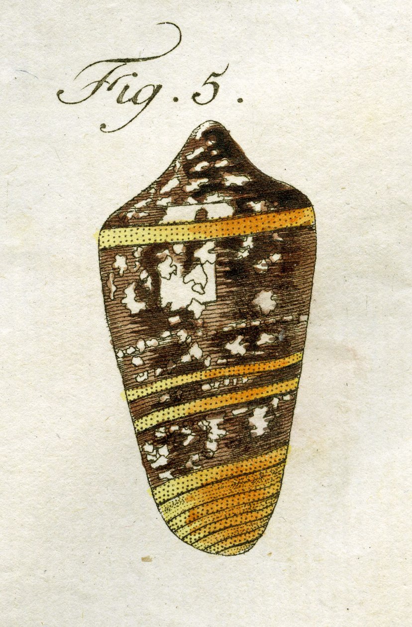 Ilustración de Conus Ammiralis (subespecie Summus), 1790 de Jacob Xavier Schmuzer